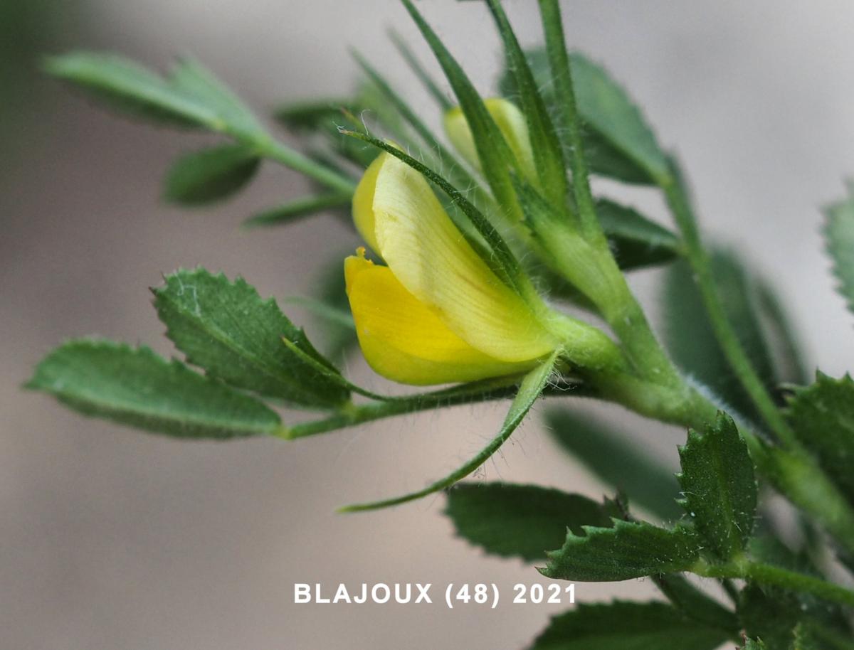 Restharrow, Small flower